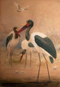 Sattelstorch (Xenorhynchus senegalensis), 1856-67